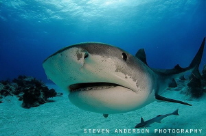 This big Tiger Shark is one of many that patrol Tiger Bea... by Steven Anderson 
